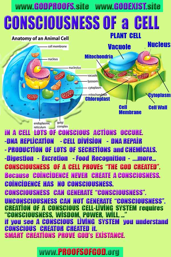 Evidences and Proofs of God, Evidences of God's existance, Proofs of God exists, Evidences of God is real, provas de deus, evidências de deus, sinais de deus, provas de deus, evidências de deus, deus é real, deus existe 